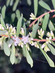 Styphelia mutica