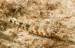 Synodus jaculum