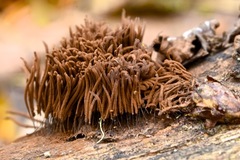 Stemonitis axifera