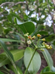 Psychotria mariniana