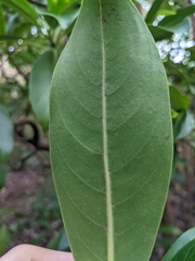 Psychotria mariniana