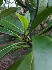 Psychotria mariniana