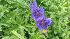 Geranium gymnocaulon