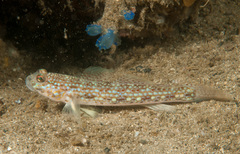 Istigobius hoesei