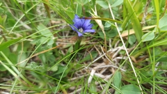 Gentiana dshimilensis