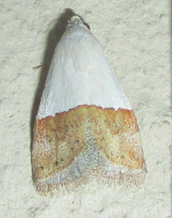 Odites natalensis