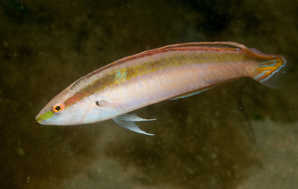Australian Slender Wrasse
