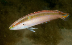 Suezichthys devisi