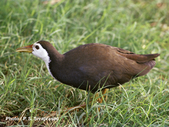 Amaurornis phoenicurus