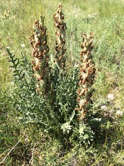 Pedicularis flava