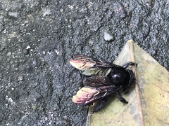 Xylocopa