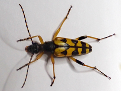 Rutpela maculata