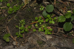 Callitriche muelleri