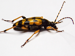 Rutpela maculata