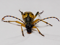 Rutpela maculata
