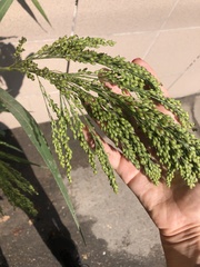 Panicum miliaceum ruderale