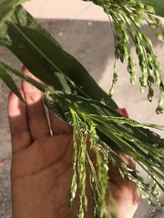 Panicum miliaceum ruderale