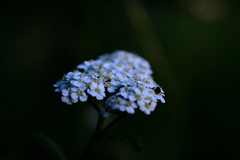 Achillea millefolium