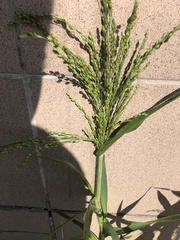 Panicum miliaceum ruderale