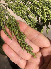 Panicum miliaceum ruderale