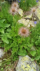 Pulsatilla aurea