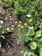 Tripleurospermum inodorum