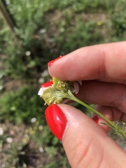 Tripleurospermum inodorum