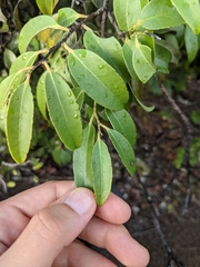 Diospyros sandwicensis