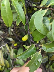 Diospyros sandwicensis