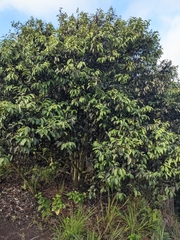Diospyros sandwicensis