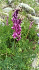 Hedysarum caucasicum