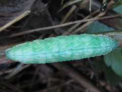 Gonoclostera timoniorum