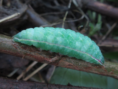 Gonoclostera timoniorum