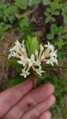 Daphne glomerata