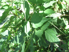 Hylodesmum podocarpum oxyphyllum