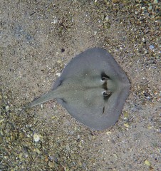 Kapala Stingaree photo 3