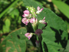 Hylodesmum podocarpum oxyphyllum