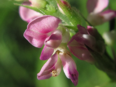 Hylodesmum podocarpum oxyphyllum
