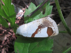 Sphragifera biplagiata