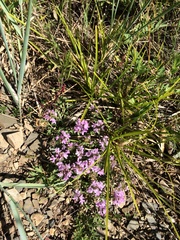 Thymus gobicus