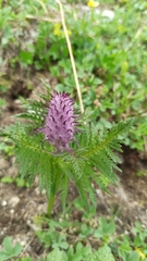 Pedicularis atropurpurea