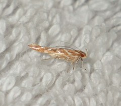 Pyroderces argyrogrammos