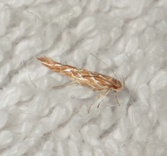 Pyroderces argyrogrammos