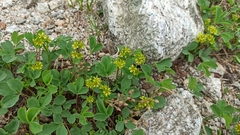 Sibbaldia parviflora