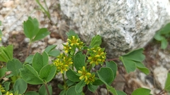 Sibbaldia parviflora