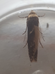 Eulamprotes wilkella