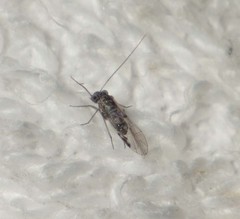 Psocinae