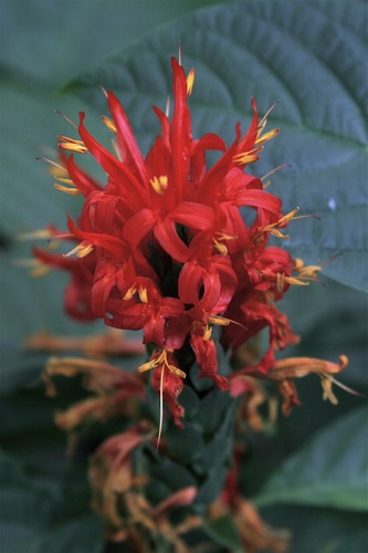 Pachystachys coccinea