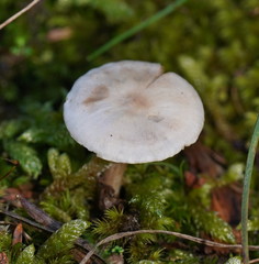 Entoloma rodwayi