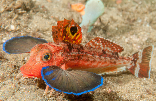 Eastern spiny gurnard (Lepidotrigla pleuracanthica) — Triglidae — 4